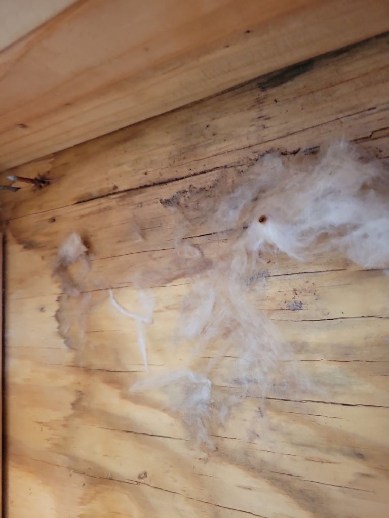 Professional Black Mold Removal in Collingswood: Ensure Your Home’s Safety